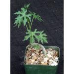 Cissus tuberosa 4-inch pots