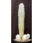 Cleistocactus straussii 2-gallon pots