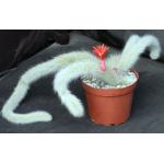 Cleistocactus winteri ssp. colademononis 6-inch pots