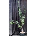 Commiphora angolensis 2-gallon pots
