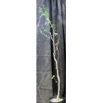 Commiphora dinteri 2-gallon pots