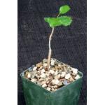 Commiphora dinteri 4-inch pots