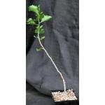 Commiphora dinteri 5-inch pots
