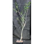 Commiphora dinteri one-gallon pots