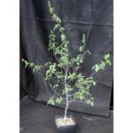 Commiphora edulis one-gallon pots