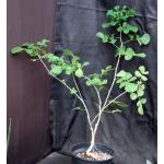 Commiphora edulis ssp. holosericea 2-gallon pots