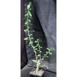 Commiphora habessinica 5-inch pots