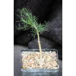 Commiphora kraeuseliana 5-inch pots