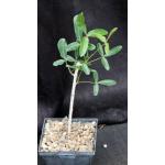 Commiphora lamii 5-inch pots