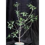 Commiphora lamii 8-inch pots