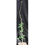Commiphora mildbraedii one-gallon pots