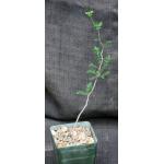 Commiphora monstruosa 4-inch pots