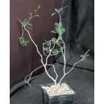 Commiphora monstruosa 5-inch pots