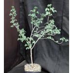 Commiphora sp. (#47, Kajiado, Kenya, WY1060) one-gallon pots