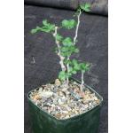 Commiphora sp. (Eyl, Somalia) 5-inch pots