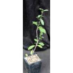 Commiphora sp. (#47, Kajiado, Kenya, WY1035) 5-inch pots