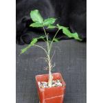 Commiphora unilobata 4-inch pots