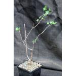 Commiphora virgata 5-inch pots