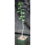 Commiphora wightii 4-inch pots