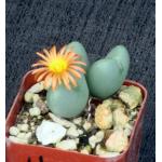 Conophytum bilobum 2-inch pots