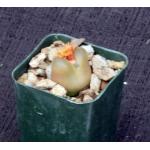 Conophytum maughanii cv Red Diamond 2-inch pots