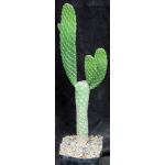 Consolea rubescens one-gallon pots