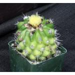 Copiapoa hypogaea ssp. barquitensis 4-inch pots