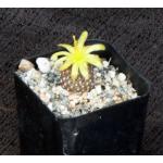 Copiapoa laui 2-inch pots