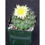 Copiapoa paposoensis 4-inch pots