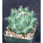 Coryphantha elephantidens 5-inch pots
