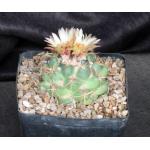 Coryphantha pycnacantha var. andreae one-gallon pots