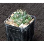 Coryphantha pycnacantha var. andreae 2-inch pots