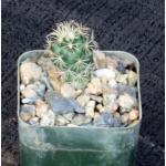 Coryphantha radians 2-inch pots