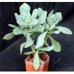 Cotyledon orbiculata var. orbiculata 3-inch pots