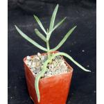 Cotyledon orbiculata var. dactylopsis 4-inch pots