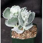Cotyledon orbiculata fm undulata 5-inch pots