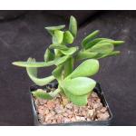 Cotyledon orbiculata var. oblonga 5-inch pots