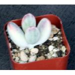 Cotyledon orbiculata (variegate) 2-inch pots