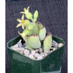 Cotyledon tomentosa ssp. ladismithensis 2-inch pots