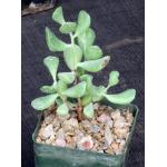 Cotyledon woodii (Bavianskloof, RSA) 4-inch pots