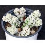 Crassula deceptor 4-inch pots
