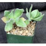 Crassula arborescens var. undulatifolia (WY-1089) 4-inch pots