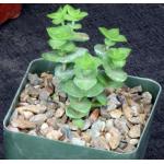 Crassula perfoliata 5-inch pots