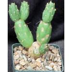 Cumulopuntia chichensis 4-inch pots