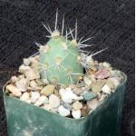 Cumulopuntia sphaerica fm sulfurea 3-inch pots