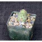 Cumulopuntia tumida 3-inch pots