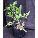 Cussonia paniculata 5-inch pots