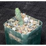 Cylindropuntia anteojoensis 3-inch pots