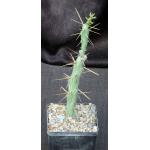 Cylindropuntia molesta 5-inch pots