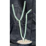 Cylindropuntia versicolor (yellow) 2-gallon pots